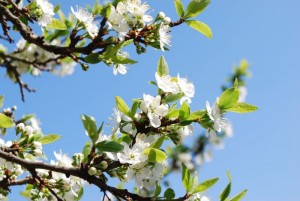 Kirschblüte mail
