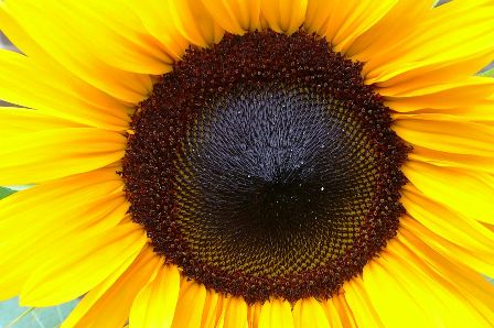 P1090185 Sonnenblume Steffi